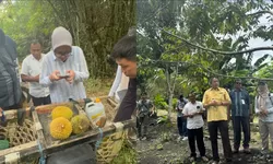Bukan Sekadar Enak, Durian Nambo Banggai Kini Berjuang Raih Perlindungan Hukum IG