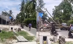 Bocah 4 Tahun Tewas Tertimpa Trembesi di Kampal, Warga: Laporan Kami Diabaikan DLH!