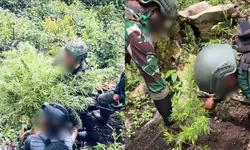 Ironi Swasembada di Pegunungan Bintang, TNI-Polri Temukan 135 Batang Ganja Siap Panen