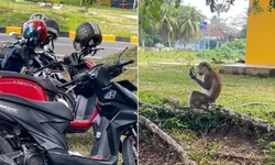 Bukan Maling Biasa, Seekor Monyet Gasak Spion Motor Mahasiswi Hanya untuk Bersolek