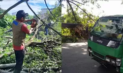 Angin Kencang Tumbangkan Pohon di Pasar Baru Parigi, Akses Jalan dan Kabel Listrik Putus Serius