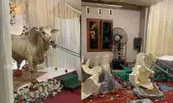 Gagal Nikah di Malam Takbiran Imbas Sapi Kurban Ngamuk di Banyumas