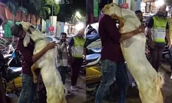 Netizen Menangis Lihat Video Kambing Kurban Peluk Sang Pemilik