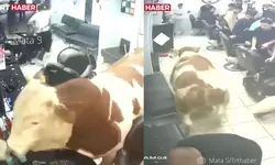 Detik-detik Sapi Kurban Tabrak Kaca dan Obrak-abrik Salon di Turki Jelang Idul Adha