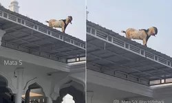 Viral Kambing Naik Atap Masjid Diduga Takut Jadi Kurban, Warga Heboh