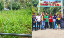 Liburan Unik di Puncak Raja Bunga Majene Menikmati Panen Jagung di Atas Bukit