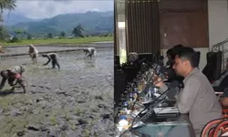Dampak Tambang Emas Ilegal Bagi Sawah di Tinombo Selatan yang Dikritisi DPRD: Ancaman Gagal Panen hingga Krisis Air Bersih Warga