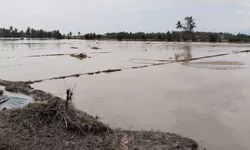 Banjir Parigi Moutong Jebol Irigasi dan Rendam 100 Hektar Sawah di Dolago Padang
