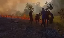 Akses Mobil Terputus, Damkar Wakatobi Padamkan Kebakaran Lahan Pakai Ranting Pohon