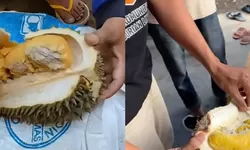 Atasi Fenomena Bangkalan Durian, Parigi Moutong Siapkan Pupuk Berpaten