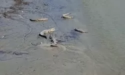 Teror 36 Buaya Sungai Palu Ancaman Nyata Warga Muara Pesisir