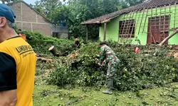 Angin Kencang Robohkan Pohon, Rumah Warga Kejayan Rusak — Respons Cepat Babinsa dan BPBD Cegah Dampak Lebih Besar