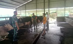 Peternak, Waspadai Gejala PMK Menyerang Ternak