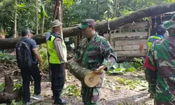 Sinergitas TNI Polri Bersama Warga Evakuasi Pohon Timpa Rumah Warga