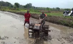 Babinsa Bantu Bajak Sawah, Persiapan Lahan Tanam Padi