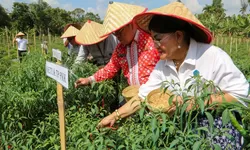 Wali Kota Pematangsiantar Panen Cabai Perdana Program Contract Farming di Kel.Setia Negara.