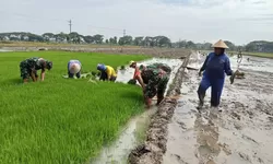 Persiapan Masa Tanam, Babinsa Bantu Petani Cabut Bibit Padi