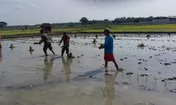 Babinsa Bantu Tanam Padi, Berharap Panen Kedepan Melimpah