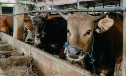 Bayang-Bayang “Mafia Kuota Sapi” di NTT: Peternak Lokal Terdesak Sistem Tertutup