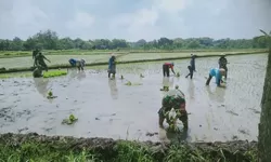 Babinsa Berjibaku dengan Lumpur, Kenakan Baju Loreng Turun ke Sawah Tanam Padi
