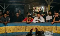 Polres Pelabuhan Belawan Disorot, Dugaan Judi Sabung Ayam Terus Beroperasi