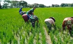 Babinsa Bantu Penyulaman Padi, Dukung Hasil Panen Maksimal