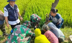 500 Pohon Buah Ditanam TMMD Kodim 0725/Sragen untuk Masa Depan Desa
