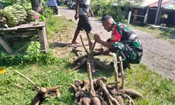 Hari ini Koramil 03 Serengan & Warga RT 01/09 Serengan Panen Raya Pisang dan Singkong