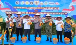 Polda Sumut Ikuti Panen Raya Jagung Serentak Polri Bersama Presiden Prabowo, Dukung Ketahanan Pangan Nasional