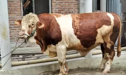 Hewan Qurban Bantuan Presiden RI di Serahkan ke Masjid Al-Aksho Gunung Malela, Bupati Simalungun Ucapkan Terimakasih