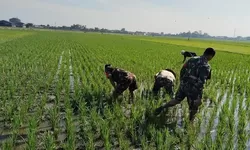 Sengkuyung Ketahanan Pangan, Babinsa Sragen Ikut 'Matun' Padi di Sawah