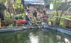 Babinsa Nogosari Dampingi Budidaya Lele Warga, Dorong Ketahanan Pangan dan Ekonomi Desa