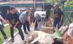 Momentum Idul Adha 1447 H, PTPN IV Regional II Kebun Bah Birung Ulu Sembelih 12 Hewan Kurban
