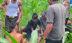 Respon Cepat Sat Samapta Polres Langkat Berhasil Amankan Hewan Qurban Lepas di Stabat