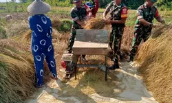Di Balik Padi Menguning Serka Mukmin dan Petani Berbagi Suka di Musim Panen
