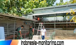 Di Balik Ribuan Butir Telur, Babinsa Turun ke Kandang Pastikan Peternakan Tetap Produktif