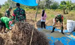 Panen Melimpah, Senyum Petani Mengembang Berkat Pendampingan Babinsa