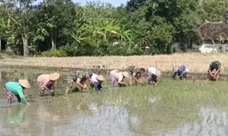 Kaki Terbenam Lumpur, Semangat Tak Surut, Babinsa Doyong Dampingi Tanam Padi