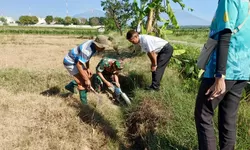 Lawan Hama Tikus, Babinsa Bersama Petani Kompak Gelar Gerdal Serentak