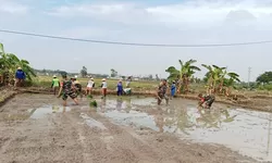 Dari Lumpur Sawah, Babinsa Bangun Optimisme Petani Menuju Panen Berkualitas
