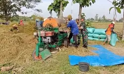 Babinsa Menyatu dengan Petani, Panen Padi Jadi Bukti Kepedulian