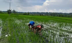 Gulma Mengancam Panen, Babinsa Turun ke Sawah Selamatkan Harapan Petani