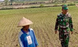 Babinsa Potronayan Semangati Petani Hadapi Musim Kemarau, Optimistis Panen MT III Berlimpah dan Harga Gabah Menguntungkan