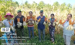 Bukan Cuma Hasil Laut! Desa Talise Buktikan Wilayah Kepulauan Bisa Jadi Lumbung Pangan dan Penekan Inflasi
