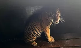  Amankan Harimau Sumatra yang berkonflik dengan manusia di Riau