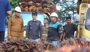 Bupati Aceh Barat temukan harga TBS di bawah ketetapan pemerintah 