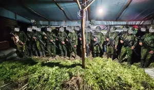 Temukan 5.000 batang tanaman ganja di Papua Pegunungan