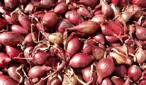 Bulan Mei, Harga Bawang Merah Merangkak Naik