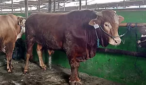 Presiden Jokowi Salurkan Bantuan Sapi Kurban ke 38 Provinsi, Ini Jenis dan Bobotnya