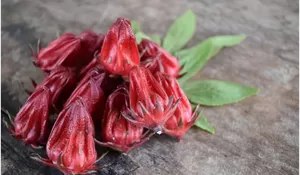 Mengenal Bunga Rosella, Si Merah dari Benua Afrika Ini Ternyata Punya Segudang Manfaat bagi Kesehatan